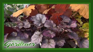 Proven Performers in Perennials  Volunteer Gardener [upl. by Htebharas235]