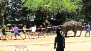 elephant tug of war [upl. by Acitel]