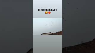 BROTHERS LOFT BAREILLY ❤️‍🔥youtubeshorts pigeonlover trending kabutar viralshort supportme [upl. by Ennairod]