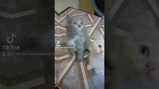 Kitten deworming at age of 2 months  cute creature of Allah playful kittensDrMirza Muhammad Imran [upl. by Eggleston304]