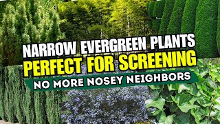 7 Narrow Evergreen Plants That Are PERFECT for Screening 🌲  NO MORE NOSEY NEIGHBORS 💚 [upl. by Nyvets]