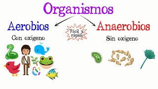 🌿Organismos Aerobios y Anaerobios🐝 Fácil y Rápido  BIOLOGÍA [upl. by Linea]