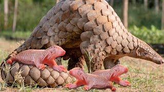 How Pangolin Gives Birth To Cute Baby [upl. by Jean]