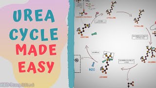 UREA CYCLE MADE EASY 2020  METABOLISMS MADE SIMPLE [upl. by Aggappora]