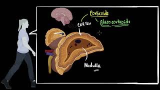 Adrenal cortex Glucocorticoids mineralocorticoids  control amp coordination  Biology  Khan Academy [upl. by Melita646]