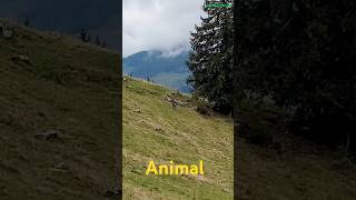 Wildtiere auf Schweizer Alpen shorts switzerland alps [upl. by Cindi759]