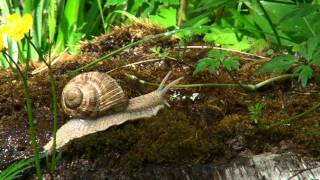 Kotilo kannolla Snail on stump [upl. by Kapor]