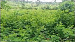 Advantages of planting Calliandra tree legumes [upl. by Nosduh]