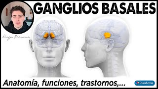 Qué son los Ganglios Basales dónde están ubicados para qué sirven y qué enfermedades provocan [upl. by Staw547]
