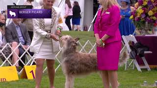 Berger Picards  Breed Judging 2021 [upl. by Fillender697]