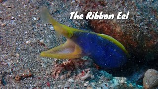 Underwater encounters with colorful ribbon eels in the Philppines [upl. by Llatsyrc]