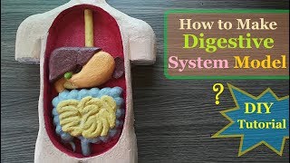 How to make Digestive System 3d Model [upl. by Gary571]