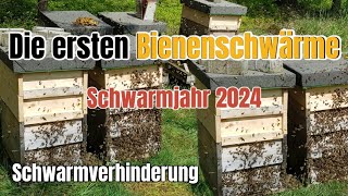 Der erste Bienenschwarm 2024  Die Heiße Phase Kunstschwarm einlaufen lassen in Brutwaben ableger [upl. by Naret]