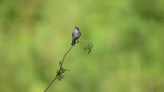 lark sparrow [upl. by Rossi49]