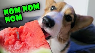 Corgi Dog Trying Fruit for the 1st Time is Strangely Satisfying [upl. by Alleirbag]