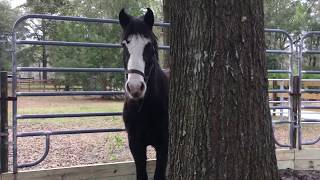 Extreme Mustang Makeover DAY 1 Florida 2019 [upl. by Blane]