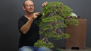 Juniper procumbens bonsai styling [upl. by Elburt]