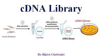 cDNA Library [upl. by Ttebroc2]