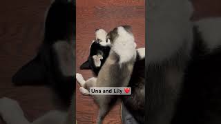 How gentle my dogs are wthe puppy part 2 huskyrescue huskyowner mydogs husky [upl. by Grati]