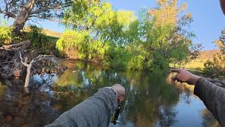 Goobarragandra River trout fishing adventure  25 Oct 24 to 3 Nov 24  Part 5 [upl. by Beniamino]