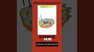 Function of Vacuole  Science Hub sciencehub biology cellbiology vacuoles [upl. by Ecneret]