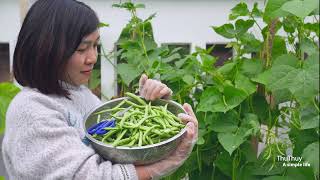 Growing and harvesting Phaseolus vulgaris  The small garden of 15m2 [upl. by Eiknarf]