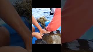 తిమింగళం తాబేలుని నిజంగా రక్షించిందా ytshorts shark turtle [upl. by Teresa]