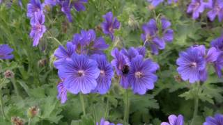 Die Farbenwelt der Blumen  Relaxing with flowers [upl. by Cary]