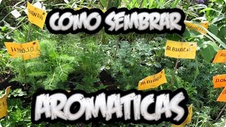 Como Sembrar Aromaticas  Tomillo Romero Perejil Lavanda Albahaca  La Huertina De Toni [upl. by Eissak681]