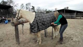 How to put a Winter Blanket on a Horse by SaddleOnlinecom [upl. by Wessling328]