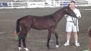 Hadrian HVH 2008 Hanoverian Colt [upl. by Noxid334]