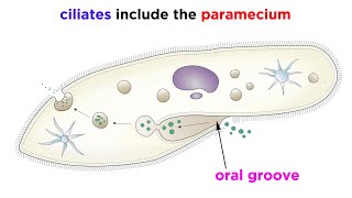 Unicellular Life Part 2 Archaea and Protists [upl. by Shirley]