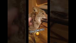 COYOTES R JEALOUS😆🐺 weavethecoyote coyote duckholliday dog cat wildlife nature animals new [upl. by Marienthal]