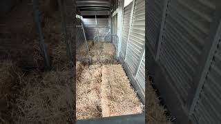 How I Transport LGDs In My Horse Trailer [upl. by Matlick]