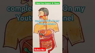 Human Digestive System Lebelled Diagram Drawing Structure youtubeshort shortvideo biologydiagram [upl. by Mcgean26]