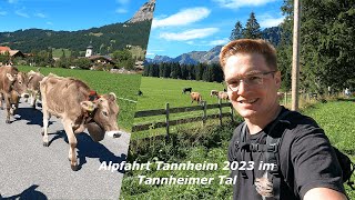 Almabtrieb  Tannheim 2023 im Tannheimer Tal  Viehscheid  Alpfahrt [upl. by Elum]