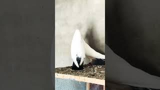 KABOOTAR pigeon shotsviral 0statusvideo [upl. by Hazard]