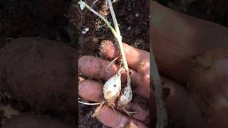 Garlic 🧄 reducecholesterol gardenplants manthena ytshort shortvideo viewsviralvideosubscriber [upl. by Craner]