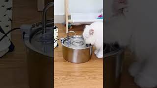 Stainless Steel Cat Water Fountain quotReview amp Unboxingquot [upl. by Ajet]