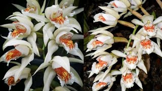 Promo Spesial Coelogyne Asperata [upl. by Rossing]