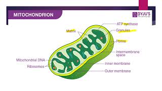 Mitochondria  Powerhouse of cell  Biology 11 Chapter 03 [upl. by Linnie222]