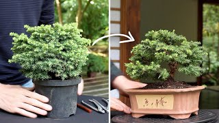 How to make a Bonsai tree [upl. by Oflunra386]