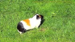 Guinea pig running around and wheeking and squealing loudly [upl. by Ttelracs580]