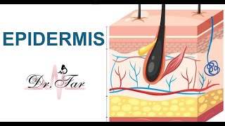 Lesson 2 Epidermis [upl. by Arriaes]