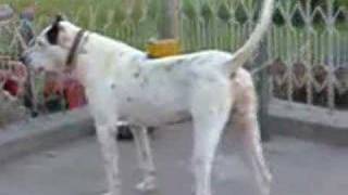 Bully Kutta pakistan gullterr [upl. by Charleen]