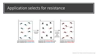 Evolution of pyrethroid insecticide resistance in Aedes aegypti from Peru  Jennifer Baltzegar [upl. by Shumway751]