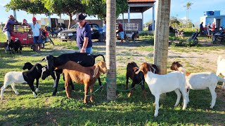 FEIRA DE SUÍNOS CAPRINOS E OVINOS EM CRUZESPE 08042024 nordeste [upl. by Alfie]