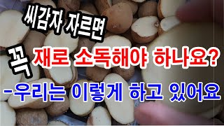 씨감자 자르면 꼭 재로 소독해야 하나요 우리는 이렇게 하고 있어요 지저분하지도 않고 씨감자도 안전하고 수확량도 더 많아요감자 재배 감자 심기 씨감자 소독 [upl. by Danny]