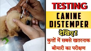 HOW TO PERFORM TEST TO IDENTIFY CANINE DISTEMPER VIRUS DEMONSTRATION🎦 [upl. by Lerred355]