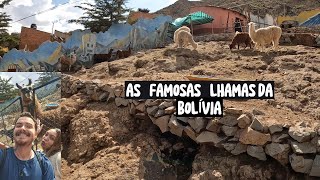 OS FANTÁSTICOS ANIMAIS ANDINOS  ZOOLÓGICO ANDIDO DE ORURO  BOLÍVIA [upl. by Nallid]